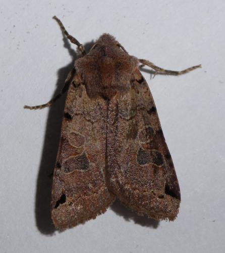 Réf. 215 816 : Agrochola litura